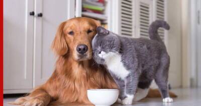 Как подружить кошку с собакой: советы зоопсихологов - profile.ru