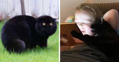 17 фотографий очаровательных и забавных чёрных котов, которые развеивают миф о том, что они приносят несчастья - skuke.net