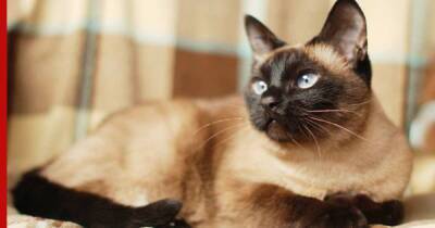 Сиамская кошка: ласковый, доверчивый и умный компаньон - profile.ru - Таиланд