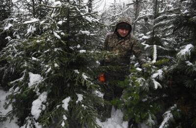 Хвойные деревья взяты под охрану в лесах Ингушетии перед Новым годом - interfax-russia.ru - респ. Ингушетия