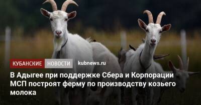 В Адыгее при поддержке Сбера и Корпорации МСП построят ферму по производству козьего молока - kubnews.ru - Краснодарский край - респ. Адыгея