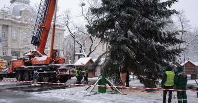 Главной елкой Львова стало дерево, 35 лет назад привезенное из Карпат - kp.ua - Украина - Львов - Львовская обл.