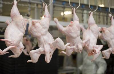 АМКУ оштрафовал крупных производителей курятины - agroportal.ua - Украина