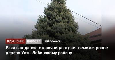 Елка в подарок: станичница отдает семиметровое дерево Усть-Лабинскому району - kubnews.ru