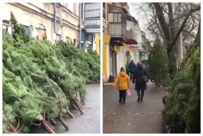 Елочные базары заработали в Одессе: где и за сколько можно купить новогоднее дерево, кадры - politeka.net - Украина - Одесса - Одесса