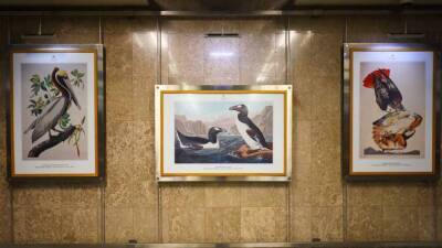 Выставка «Птицы на книжных страницах» появилась на станции метро «Выставочная» - vm.ru - США
