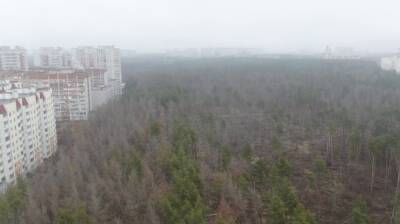 В Северном лесу Воронежа нашли около 7 тыс. изуродованных деревьев - vestivrn.ru - Воронеж - Экология