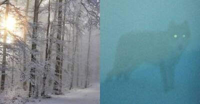 В Иркутской области охотники подстрелили пожарных, приняв их снегоход за волка - skuke.net - Иркутская обл. - Интересно