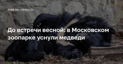До встречи весной: в Московском зоопарке уснули медведи - mos.ru - Москва