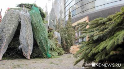 В Екатеринбурге открылись елочные базары: есть элитные деревья за 4 тысячи (ФОТО) - newdaynews.ru - Екатеринбург