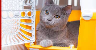 Выбор переноски для кошки: на что обратить внимание при покупке - profile.ru