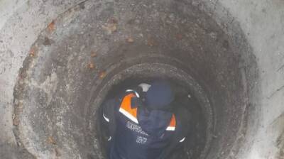 В Пензе трое щенков угодили в канализационный колодец - penzainform.ru - Пенза