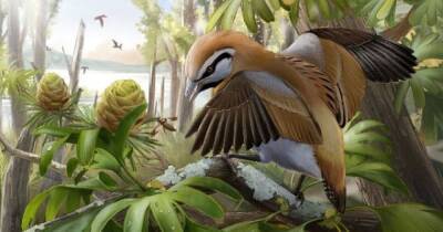 Имели очень длинный язык. Ученые открыли новый вид древних птиц, которые жили 120 млн лет назад - focus.ua - Китай - Украина