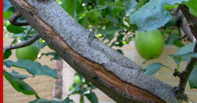 Морозобоины на коре плодовых деревьев: как защитить стволы от трещин и чем их лечить - profile.ru