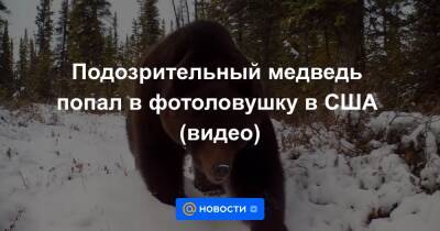 Анна Лысенко - Подозрительный медведь попал в фотоловушку в США (видео) - news.mail.ru - США