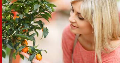 Апельсиновое дерево: как получить урожай дома - profile.ru