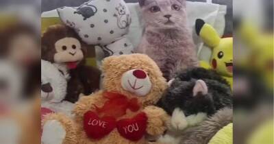 Живого кота замаскували серед іграшок — його намагалися знайти на відео понад 10 мільйонів людей - fakty.ua - Украина
