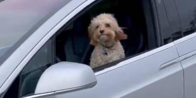 Пользователей Сети поразило видео, как Tesla на автопилоте двигается по дороге с собакой за рулем (ВИДЕО) - enovosty.com - Техас