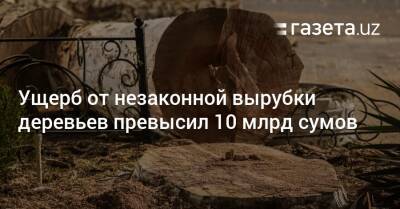 Ущерб от незаконной вырубки деревьев превысил 10 млрд сумов - gazeta.uz - Узбекистан