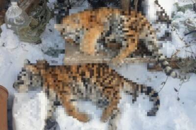 В Хабаровском крае нашли двух мертвых тигрят - hab.aif.ru - район Вяземский - Хабаровский край