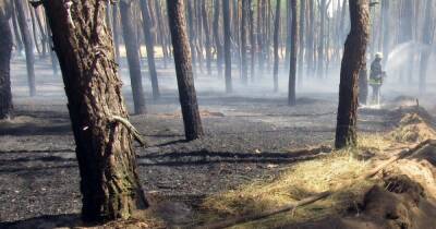 С начала года украинским лесам навредили на 470 млн грн - dsnews.ua - Украина - Винницкая обл.