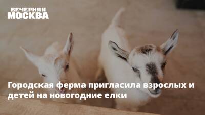 Городская ферма пригласила взрослых и детей на новогодние елки - vm.ru - Россия