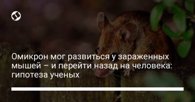Омикрон мог развиться у зараженных мышей – и перейти назад на человека: гипотеза ученых - liga.net - Украина