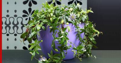 Маленький сад дома: 6 вьющихся комнатных растений, которые красиво цветут - profile.ru