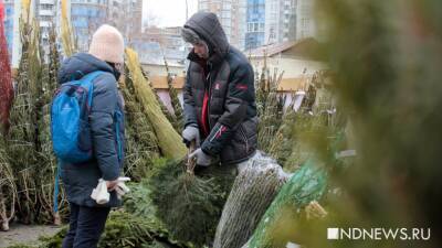 Роспотребнадзор: как правильно выбрать новогоднюю елку - newdaynews.ru - Екатеринбург