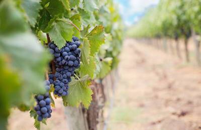Рада приняла закон о стимулировании виноградарства - agroportal.ua - Украина
