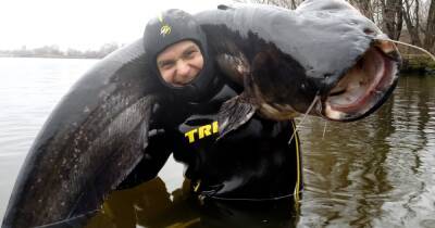Рыбак выловил в Днепре "сома-людоеда" весом 50 килограмм (фото) - focus.ua - Украина - Днепр