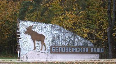 Делегация Верховной контрольной палаты Польши обсудила с КГК Беларуси сохранение Беловежской пущи - belta.by - Белоруссия - Польша - Минск