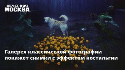 Галерея классической фотографии покажет снимки с эффектом ностальгии - vm.ru