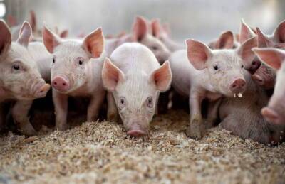 Сокращение поголовья свиней у населения Украины достигло 10% - agroportal.ua - Украина