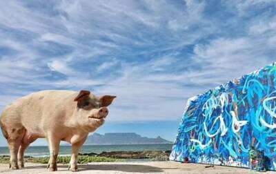 Картина свиньи-художницы побила рекорд на аукционе - korrespondent.net - Украина - Юар - Кейптаун