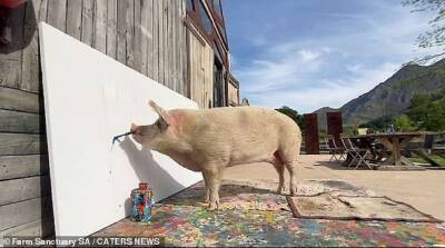 Картина, нарисованная талантливой свиньей, побила рекорд на аукционе (фото) - lenta.ua - Украина - Германия - Юар