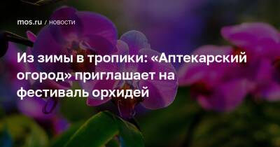 Из зимы в тропики: «Аптекарский огород» приглашает на фестиваль орхидей - mos.ru - Москва