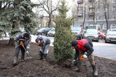 В Воронеже высадили 11 голубых елей в сквере на Куцыгина - vrn.mk.ru - Воронеж