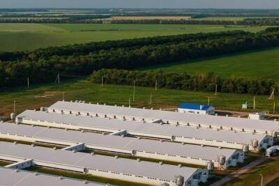 Свинокомплекс за 2.5 миллиарда рублей появился в Воронежской области - vrn.mk.ru - Воронежская обл.