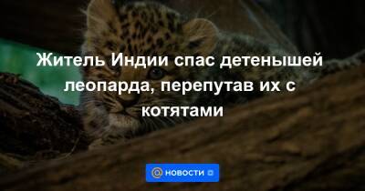 Анна Лысенко - Житель Индии спас детенышей леопарда, перепутав их с котятами - news.mail.ru - Индия
