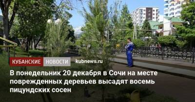 В понедельник 20 декабря в Сочи на месте поврежденных деревьев высадят восемь пицундских сосен - kubnews.ru - Сочи - Сочи - Экология