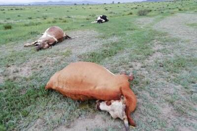 Коров в Бурятии убило током из-за порвавшейся линии электропередач - tayga.info - респ.Бурятия - район Кабанский