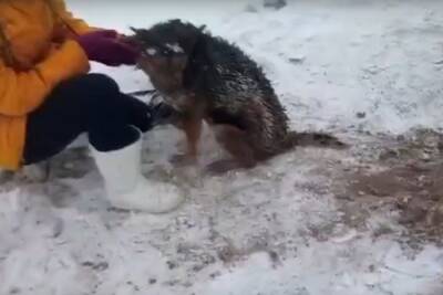 Спасатели вытащили собаку из узкой и глубокой ямы в Новосибирске - novos.mk.ru - Новосибирск