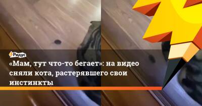 «Мам, тут что-то бегает»: на видео сняли кота, растерявшего свои инстинкты - ridus.ru