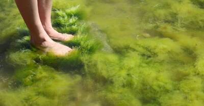 Эксперт: водоросли из Балтийского моря можно было бы использовать в энергетике - rus.delfi.lv - Латвия