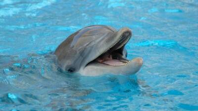 Зоозащитники показали видео избиения дельфинов в океанариуме Екатеринбурга - 5-tv.ru - Екатеринбург