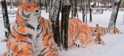 Тигриное семейство встречает удивленных прохожих в Карелии (ФОТО) - stolicaonego.ru - Медвежьегорск - республика Карелия