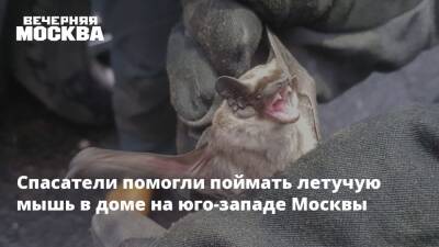 Сергей Михайлов - Спасатели помогли поймать летучую мышь в доме на юго-западе Москвы - vm.ru - Москва - Москва