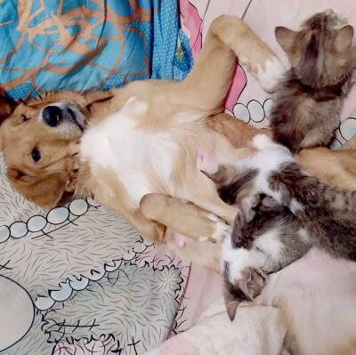 Собака стала матерью для шестерых котят - 7info.ru - Новомичуринск