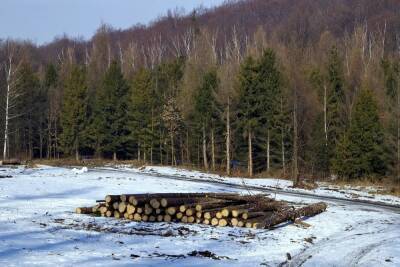 В Новосибирске вышли на след заказчика незаконной вырубки 228 деревьев в Калининском районе - novos.mk.ru - Новосибирск